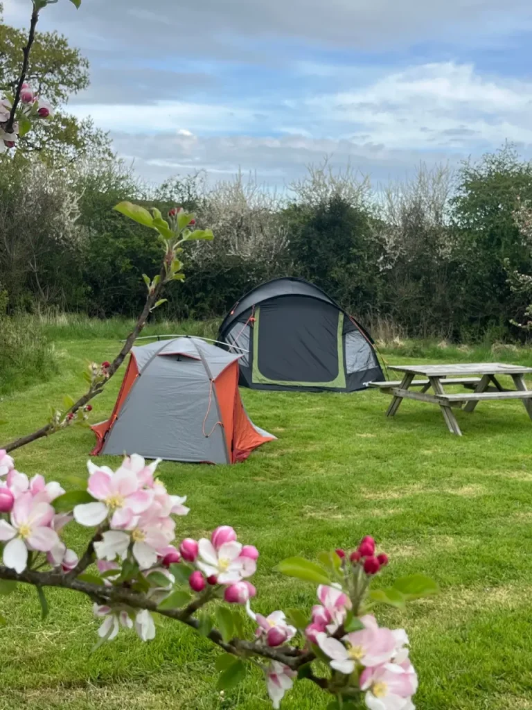 Spacious pitches for campers at Old Bidlake Farm in Dorset