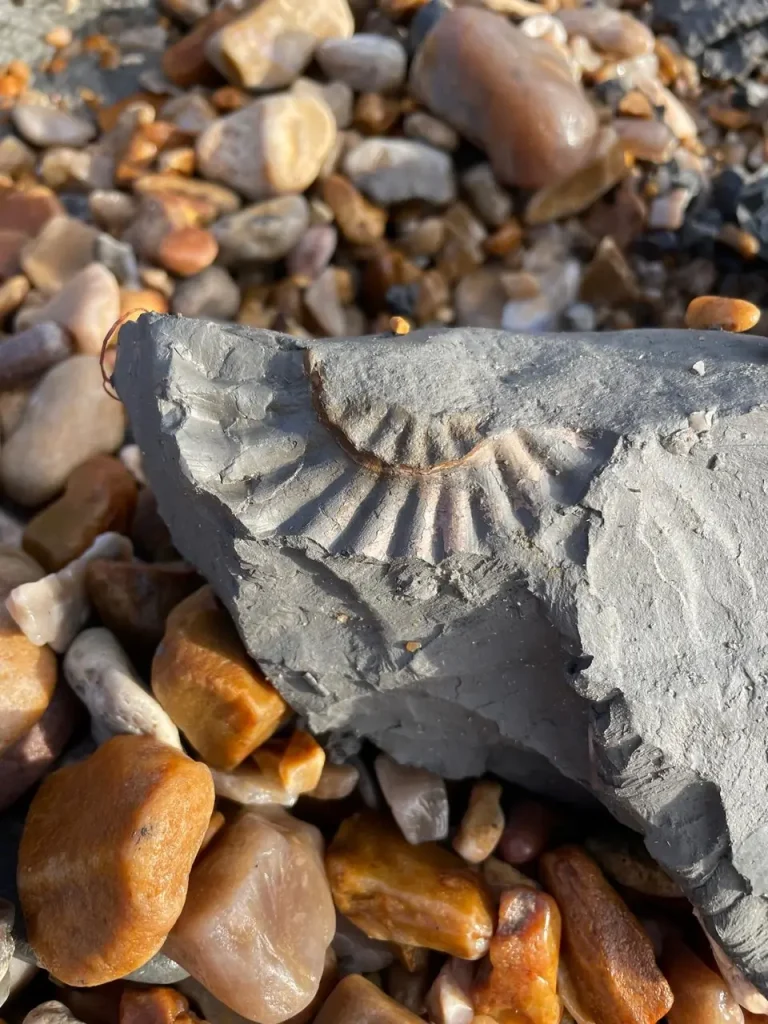 fossils at Charmouth